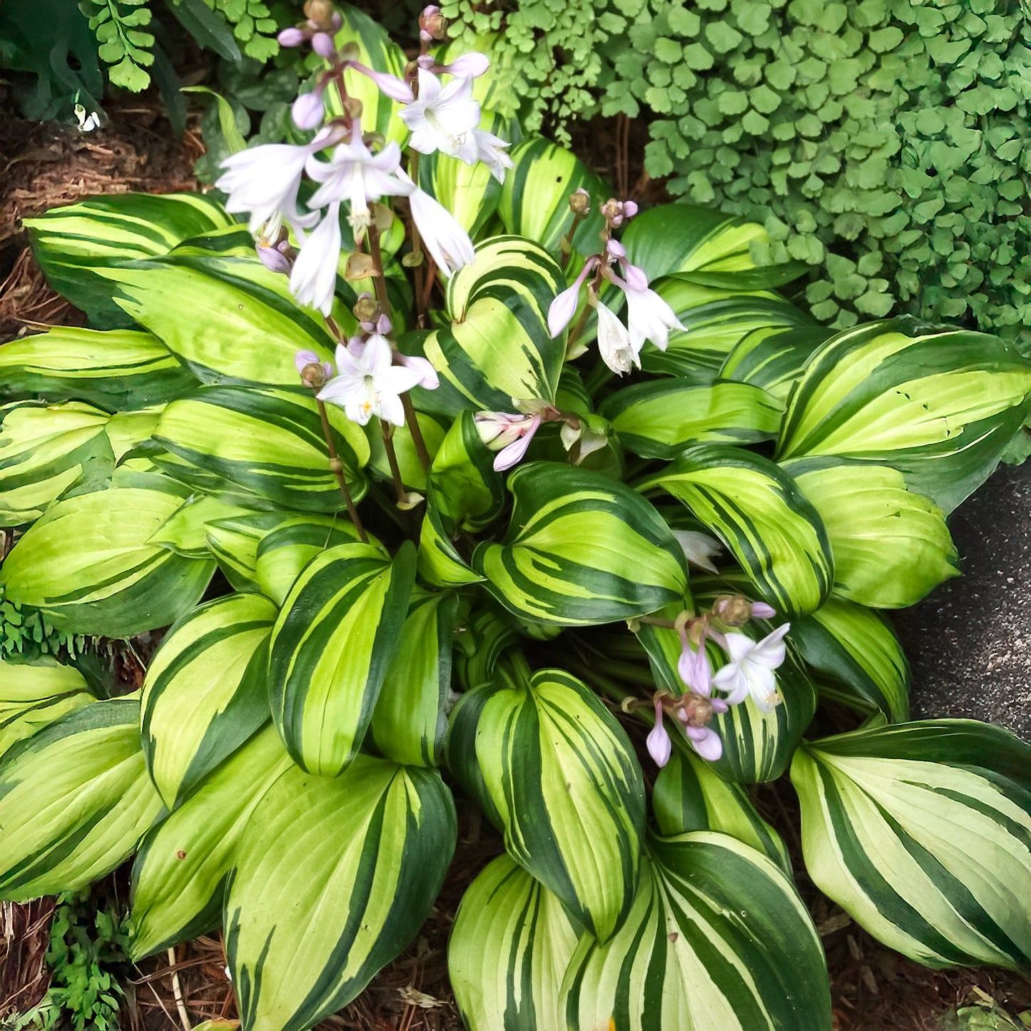 Hosta Plantain Lily