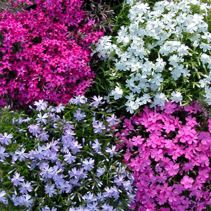 Creeping Phlox