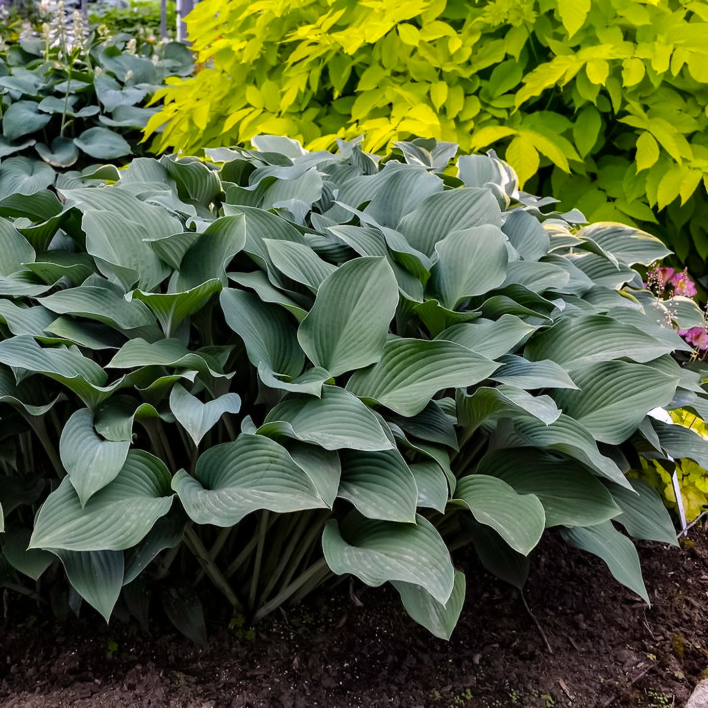 Hosta Plantain Lily