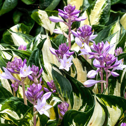 Hosta Plantain Lily