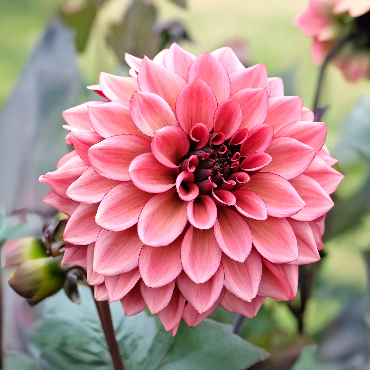 Perennial Dahlia