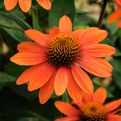 Echinacea Coneflower