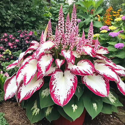 Hosta Plantain Lily