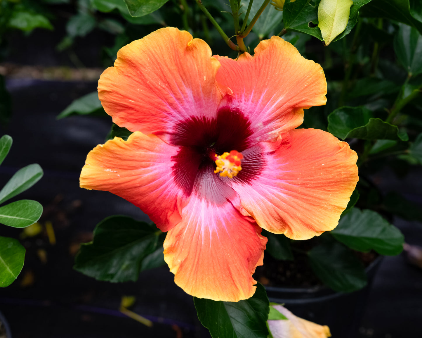 Hibiscus Tropical Mix