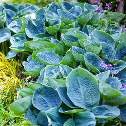 Hosta Plantain Lily