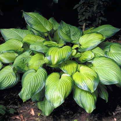 Hosta Plantain Lily