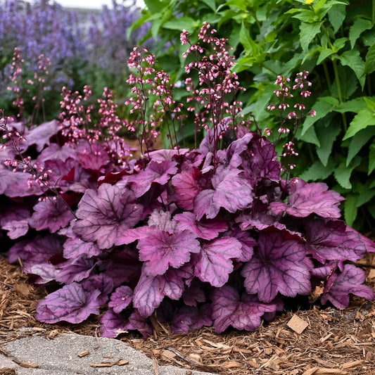 Heuchera Coral bells