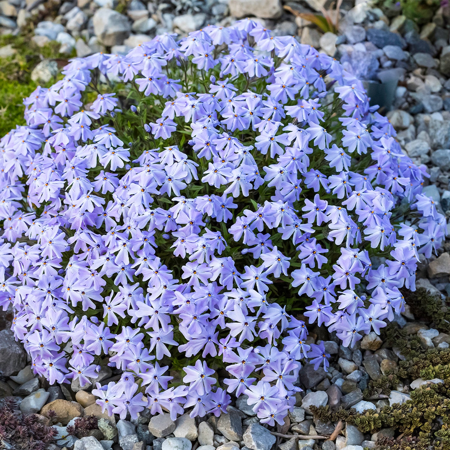 Creeping Phlox