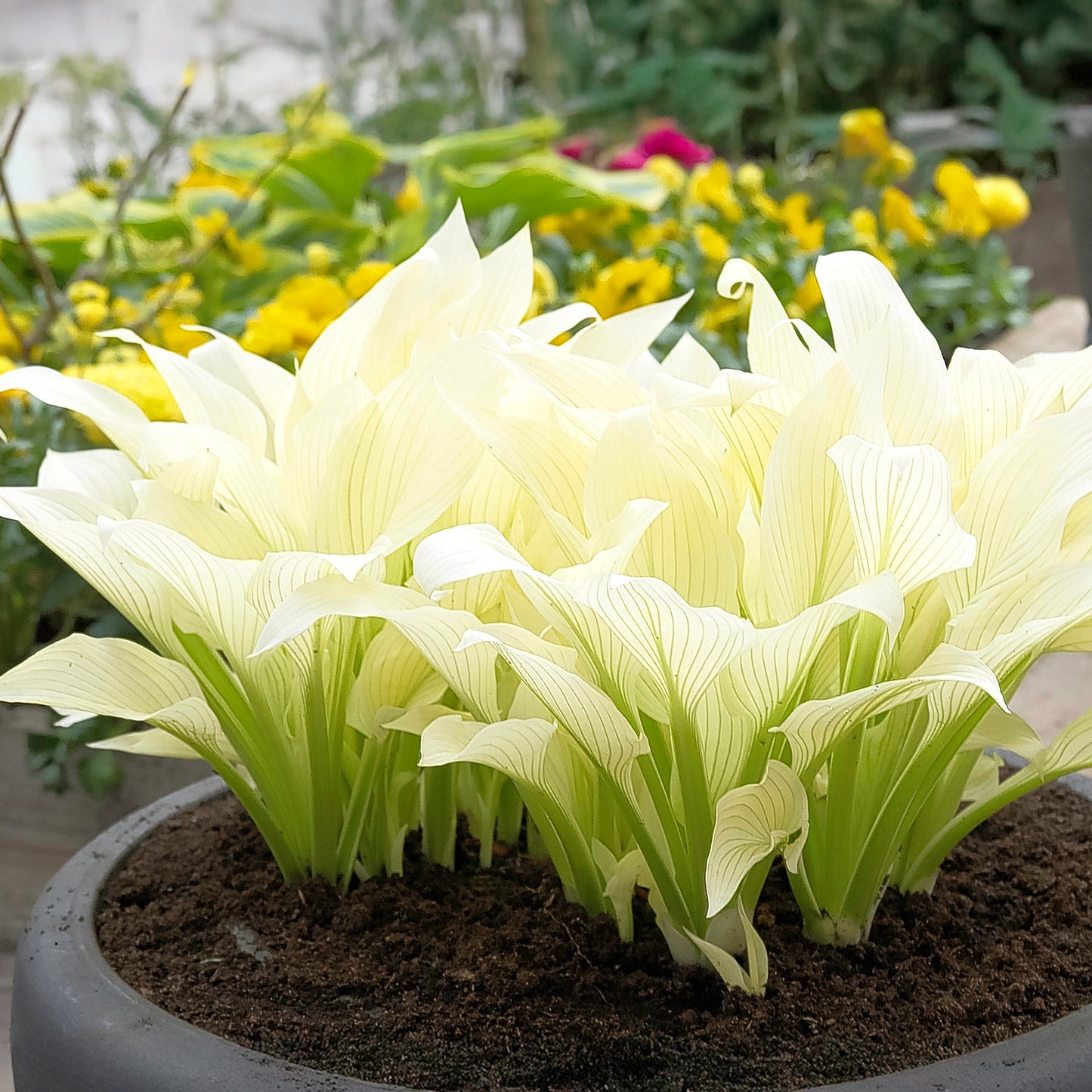 Hosta Plantain Lily