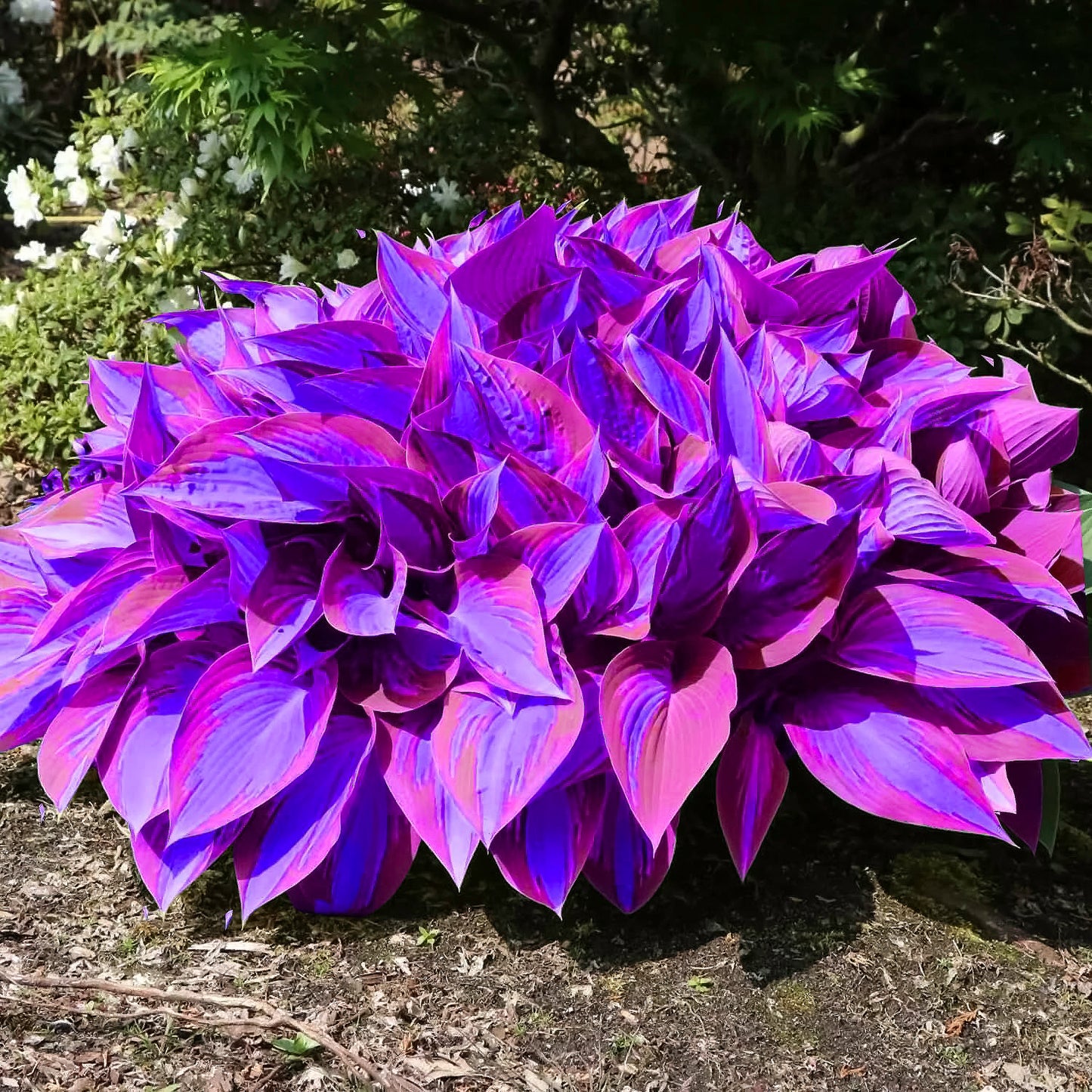 Hosta Plantain Lily