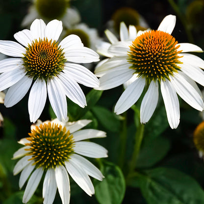 Echinacea Coneflower