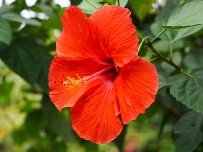 Hibiscus Tropical Mix