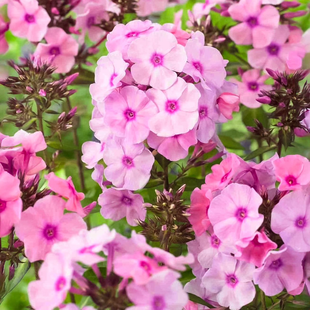 Creeping Phlox