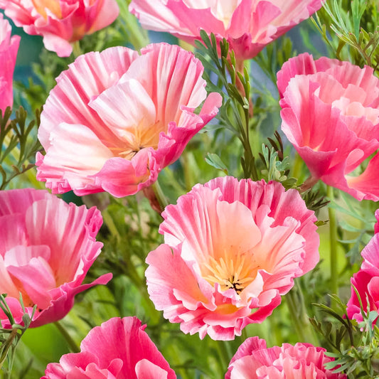 California Appleblossom Poppy