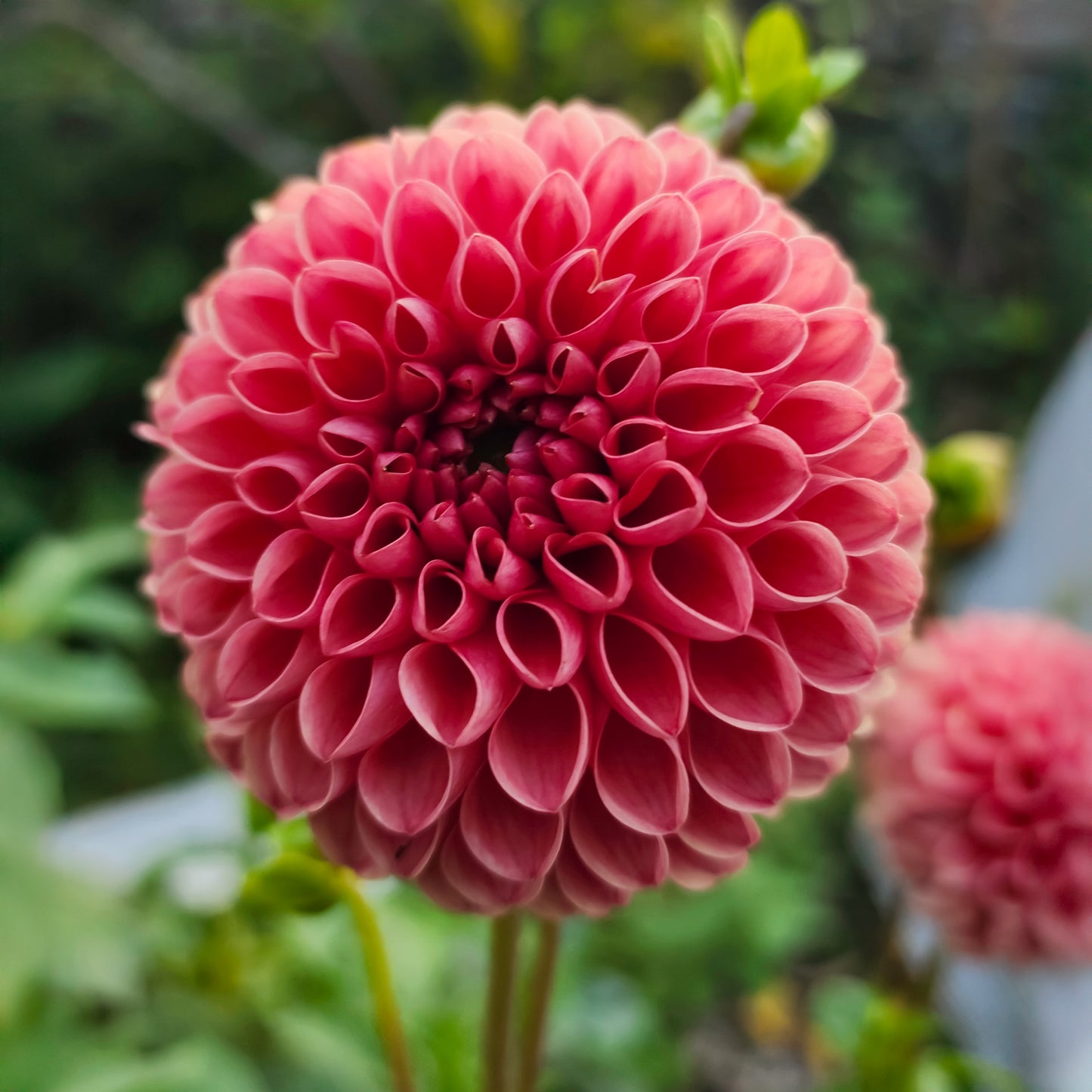 Perennial Dahlia