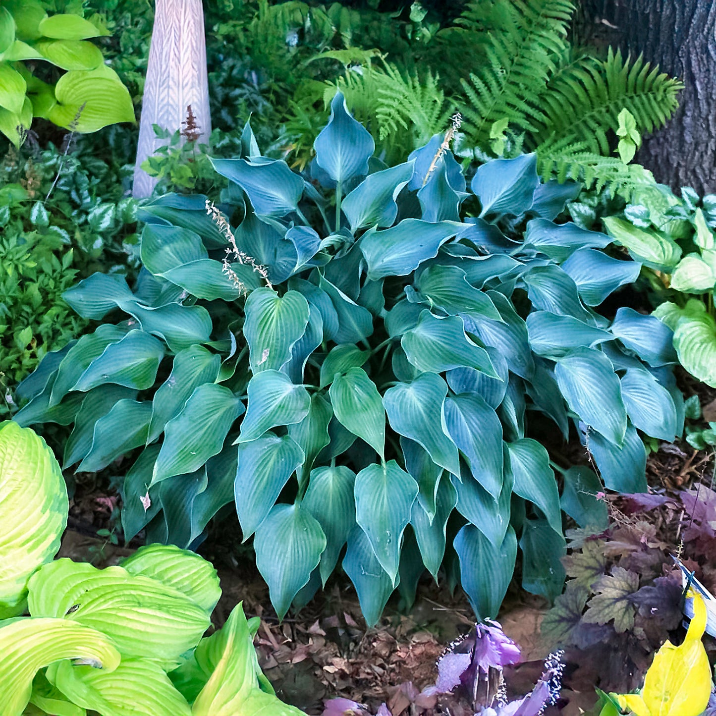 Hosta Plantain Lily